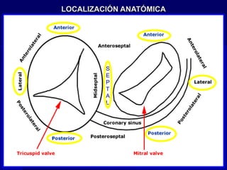 LOCALIZACIÓN ANATÓMICA




         S
         E
         P
         T
         A
         L
 