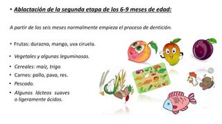• Ablactación de la segunda etapa de los 6-9 meses de edad:
A partir de los seis meses normalmente empieza el proceso de dentición.
• Frutas: durazno, mango, uva ciruela.
• Vegetales y algunas leguminosas.
• Cereales: maíz, trigo.
• Carnes: pollo, pavo, res.
• Pescado.
• Algunos lácteos suaves
o ligeramente ácidos.
 