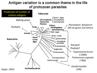 Antigen variation is a common theme in the life
                   of protozoan parasites
  Prediction of number of
    Number of genes
     surface antigens
                Baking yeast
                                           Plasmodium falciparum
         Humans                           (60 var genes and others)




                                            ‘Ancient’
                                            Protists?
                                              Trypanosoma brucei
                                                    (>1000)
                                             Trichomonas vaginalis
                                                     (~800)

                                             Giardia lamblia
(Sogin, 1991)                                     (190)
 