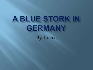 A blue stork in Germany By Lucca  
