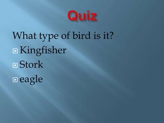 QuizWhat type of bird is it?KingfisherStorkeagle