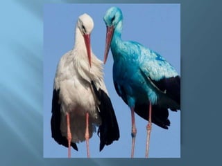 A Blue Stork in Germany