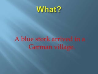 What?A blue stork arrived in a German village.