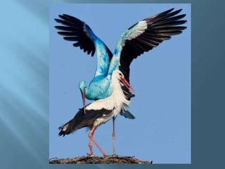 A Blue Stork in Germany