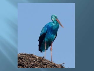 A Blue Stork in Germany