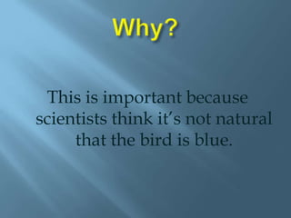 Why?This is important because scientists think it’s not natural that the bird is blue.