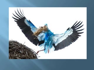 A Blue Stork in Germany