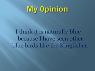My 0pinionI think it is naturally blue because I have seen other blue birds like the Kingfisher.