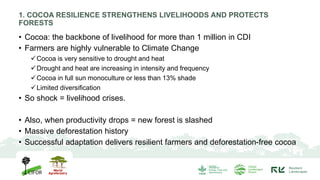 Coco Backbone Building cocoa livelihood resilience: piloting the Adaptation Benefits ...