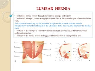 LUMBAR HERNIA
•The lumbar hernia occurs through the lumbar triangle and is rare.
•The lumbar triangle ( Petit’s triangle) is a weak area in the posterior part of the abdominal
wall.
•It is bounded anteriorly by the posterior margin of the external oblique muscle,
posteriorly by the anterior border of the latissimus dorsi muscle, and inferiorly by the iliac
crest.
•The floor of the triangle is formed by the internal oblique muscle and the transversus
abdominis muscles.
•The neck of the hernia is usually large, and the incidence of strangulation low.
 