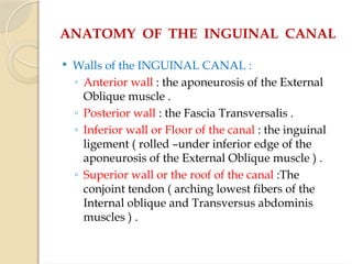 ANATOMY OF THE INGUINAL CANAL
 Walls of the INGUINAL CANAL :
◦ Anterior wall : the aponeurosis of the External
Oblique muscle .
◦ Posterior wall : the Fascia Transversalis .
◦ Inferior wall or Floor of the canal : the inguinal
ligement ( rolled –under inferior edge of the
aponeurosis of the External Oblique muscle ) .
◦ Superior wall or the roof of the canal :The
conjoint tendon ( arching lowest fibers of the
Internal oblique and Transversus abdominis
muscles ) .
 
