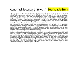 Abnormal Secondary growth in Boerhaavia Stem
Young stem of Boerhaavia (family Nyctaginaceae) structure is just like a typical
dicotyledonous stem with the only difference that it has three rings of vascular
bundles. In the centre there are present two big sized vascular bundles forming first
ring of vascular bundle and known as medullary vascular bundles. Surrounding the
medullary bundles there remain present a ring o f6 to 20 normal sized vascular
bundles forming the second ring of vascular. Outer the second ring of vascular bundles
arranged in a ring and contain 15 to 20 vascular bundles.
At the time of secondary growth the cambium of first and second ring of vascular
bundles remain inactive and show a very little activity within the vascular bundles
only. The cambium of the third ring of vascular bundle remain active and by the
development of interfascicular cambium completes the cambium ring. Now this
normal cambium ring shows abnormal activity.
In the regions of vascular bundles the cambium forms xylem towards innerside and
rest of places it cuts sclerenchyma, while towards outerside it forms simple
parenchyma only for a short period and then cambium begins to cut the phloem on
the outer side just above the xylem which alternates with the sclerenchyma and in
this way the previously formed parenchyma gets pushed up ,and the cambium ceases
its activity. After some time the formation of cambium takes place from the
parenchyma. Thus in Boerhaavia stem the secondary growth takes place by the
abnormal cambium with abnormal activity.
 