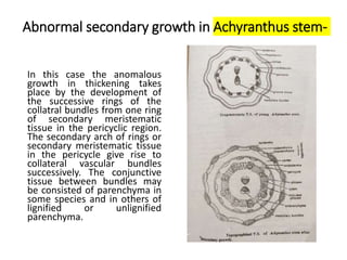 Abnormal secondary growth in Achyranthus stem-
In this case the anomalous
growth in thickening takes
place by the development of
the successive rings of the
collatral bundles from one ring
of secondary meristematic
tissue in the pericyclic region.
The secondary arch of rings or
secondary meristematic tissue
in the pericycle give rise to
collateral vascular bundles
successively. The conjunctive
tissue between bundles may
be consisted of parenchyma in
some species and in others of
lignified or unlignified
parenchyma.
 