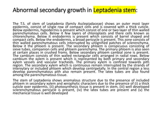 Abnormal secondary growth in Leptadenia stem:
The T.S. of stem of Leptadenia (family Asclepiadaceae) shows an outer most layer
epidermis, consist of single row of compact cells and is covered with a thick cuticle.
Below epidermis, hypodermis is present which consist of one or two layer of thin walled
parenchymatous cells. Below it few layers of chloroplasts and there cells known as
chlorenchyma. Below it endodermis is present which consists of barrel shaped and
compact cells. Below the endodermis, a broad pericycle is present. This zone consists of
thin walled parenchymatous cells interrupted by unlignified patches of sclerenchyma.
Below it the phloem is present. The secondary phloem is conspicuous consisting of
sieve tubes, companion cells and phloem parenchyma. The primary phloem is also seen
at certain places in crushed froms. Below secondary phloem cambial zone is present.
The cambium consists of thin walled rectangular cells arranged in radial rows. Below
cambium the xylem is present which is represented by both primary and secondary
xylem vessels and vascular tracheids. The primary xylem is confined towards pith
region. The secondary xylem which is continuous remain interrupted by the strands of
interxylary or included phloem which develop centripetally. In the central region a less
develop parenchymatous pith also remain present. The latex tubes are also found
among the parenchymatous tissue.
The stem of Leptadenia shows anomalous structure due to the presence of included
phloem in secondary xylem and xerophytic characters due to the presence of (i) a thick
cuticle over epidermis. (ii) photosynthesis tissue is present in stem, (iii) well developed
sclerenchymatous pericycle is present, (iv) the latex tubes are present and (v) the
mechanical tissue is well developed
 