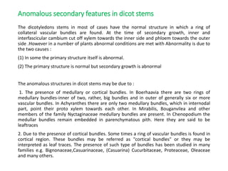 Anomalous secondary features in dicot stems
The dicotyledons stems in most of cases have the normal structure in which a ring of
collateral vascular bundles are found. At the time of secondary growth, inner and
interfascicular cambium cut off xylem towards the inner side and phloem towards the outer
side .However in a number of plants abnormal conditions are met with Abnormality is due to
the two causes :
(1) In some the primary structure itself is abnormal.
(2) The primary structure is normal but secondary growth is abnormal
The anomalous structures in dicot stems may be due to :
1. The presence of medullary or cortical bundles. In Boerhaavia there are two rings of
medullary bundles-inner of two, rather, big bundles and in outer of generally six or more
vascular bundles. In Achyranthes there are only two medullary bundles, which in internodal
part, point their proto xylem towards each other. In Mirabilis, Bouganvilea and other
members of the family Nyctaginaceae medullary bundles are present. In Chenopodium the
medullar bundles remain embedded in parenchymatous pith. Here they are said to be
leaftraces
2. Due to the presence of cortical bundles. Some times a ring of vascular bundles is found in
cortical region. These bundles may be referred as "cortical bundles" or they may be
interpreted as leaf traces. The presence of such type of bundles has been studied in many
families e.g. Bignonaceae,Casuarinaceae, (Casuarina) Cucurbitaceae, Proteaceae, Oleaceae
and many others.
 