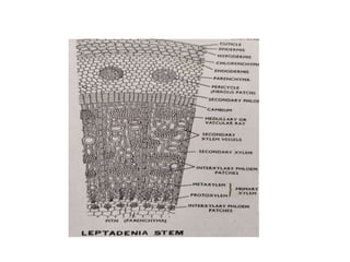 Abnormal secondary growth in dicot stem