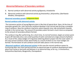 Abnormal Behaviour of Secondary cambium
A. Normal cambium with abnormal activity eg Bignonia, Aristolochia
B. Abnormal cambium with abnormal activity eg Amaranthus ,Achyranthus ,Boerhaavia
Mrabilis, Chenopodium
Abnormal secondary growth in Bignonia Stem
Normal cambium with abnormal activity
The transverse section of young Bignonia stem is like that of typical dicot. Stem, At the time of
secondary growth the Inter fascicular cambium develop in the normal way forming a complete
ring of cambium. Now the cambium ring forms xylem towards inner side and phloem towards
outside in the normal way. The amount of secondary xylem formed is much more as compared
to the amount of secondary phloem formed.
The cambium ring after performing, for a short time, its normal functions, begins at certain point
to give off internally only a very small quantity of xylem and external a large amount of phloem.
As a result of this ,deep wedges of irregularly widening phloem project into the outer xylem. In
this way normal cambium shows abnormality as a result of which 4, 8 or more wedges are
formed. The formation of cork cambium and cork takes places in the normal way.
Abnormal cambium' with abnormal activity-In this case the normal cambium ceases its
functioning after very short period and then an abnormal type of cambium development takes
place from cortex or pericycle and behaves in an abnormal way, as for e.g., in Amaranthus,
Achyranthus Boerhavia, Bougonvilla, Chenopodium
 