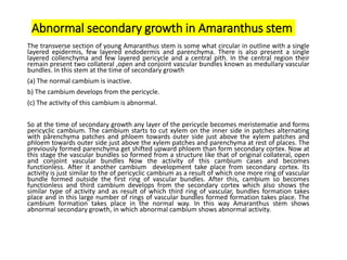 Abnormal secondary growth in Amaranthus stem
The transverse section of young Amaranthus stem is some what circular in outline with a single
layered epidermis, few layered endodermis and parenchyma. There is also present a single
layered collenchyma and few layered pericycle and a central pith. In the central region their
remain present two collateral ,open and conjoint vascular bundles known as medullary vascular
bundles. In this stem at the time of secondary growth
(a) The normal cambium is inactive.
b) The cambium develops from the pericycle.
(c) The activity of this cambium is abnormal.
So at the time of secondary growth any layer of the pericycle becomes meristematie and forms
pericyclic cambium. The cambium starts to cut xylem on the inner side in patches alternating
with pårenchyma patches and phloem towards outer side just above the xylem patches and
phloem towards outer side just above the xylem patches and parenchyma at rest of places. The
previously formed parenchyma get shifted upward phloem than form secondary cortex. Now at
this stage the vascular bundles so formed from a structure like that of original collateral, open
and conjoint vascular bundles Now the activity of this cambium cases and becomes
functionless. After it another cambium development take place from secondary cortex. Its
activity is just similar to the of pericyclic cambium as a result of which one more ring of vascular
bundle formed outside the first ring of vascular bundles. After this, cambium so becomes
functionless and third cambium develops from the secondary cortex which also shows the
similar type of activity and as result of which third ring of vascular, bundles formation takes
place and in this large number of rings of vascular bundles formed formation takes place. The
cambium formation takes place in the normal way. In this way Amaranthus stem shows
abnormal secondary growth, in which abnormal cambium shows abnormal activity.
 
