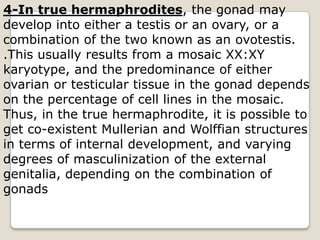 4-In true hermaphrodites, the gonad may develop into either a testis or an ovary, or a combination of the two known as an ovotestis. .This usually results from a mosaic XX:XYkaryotype, and the predominance of either ovarian or testicular tissue in the gonad depends on the percentage of cell lines in the mosaic. Thus, in the true hermaphrodite, it is possible to get co-existent Mullerian and Wolffian structures in terms of internal development, and varying degrees of masculinization of the external genitalia, depending on the combination of gonads