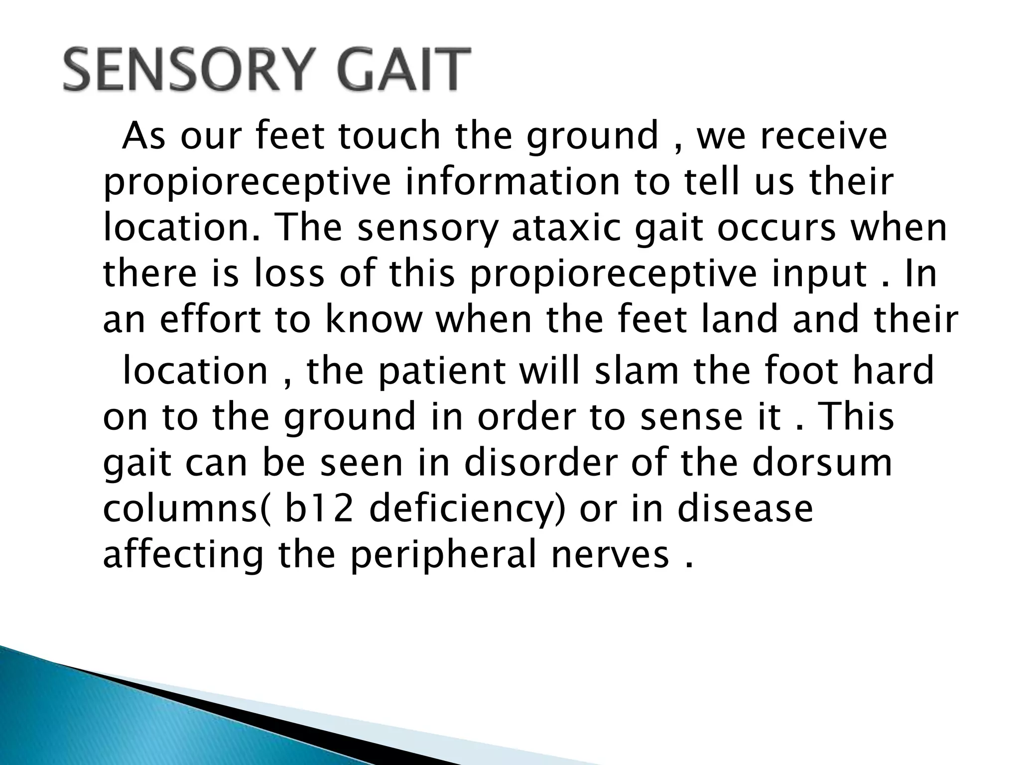 As our feet touch the ground , we receive
propioreceptive information to tell us their
location. The sensory ataxic gait occurs when
there is loss of this propioreceptive input . In
an effort to know when the feet land and their
location , the patient will slam the foot hard
on to the ground in order to sense it . This
gait can be seen in disorder of the dorsum
columns( b12 deficiency) or in disease
affecting the peripheral nerves .
 