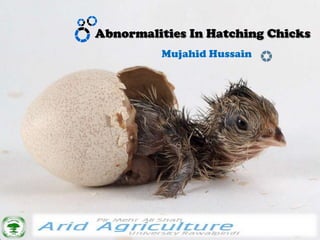 Abnormalities In Hatching Chicks
         Mujahid Hussain
 