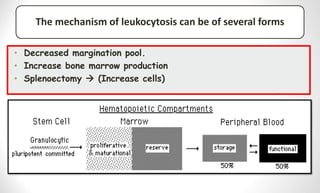 The mechanism of leukocytosis can be of several forms
• Decreased margination pool.
• Increase bone marrow production
• Splenoectomy  (Increase cells)
 