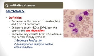 Quantitative changes
NEUTROPHILIA
• Definition
• Increase in the number of neutrophils
and / or its precursors
• In adults count >8.0 x 109/L but the
counts are age dependent
• Increase may results from alteration in
the normal steady state of
1-Increase Production
2-Demargination (marginal pool to
circulating pool).
 