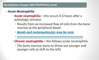 Quantitative changes (NEUTROPHILIA) contd.
• Acute Neutrophilia
• Acute neutrophilia – this occurs 4-5 hours after a
pathologic stimulus
• Results from an increased flow of cells from the bone
marrow to the peripheral blood
• Bands and metamyelocytes may be seen
• =======================================
• Chronic neutrophilia – this follows acute neutrophilia
• The bone marrow starts to throw out younger and
younger cells (a shift to the left)
 