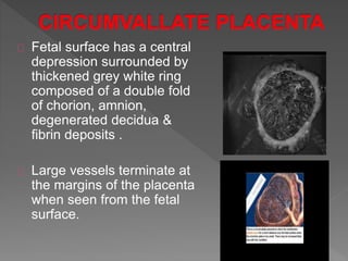 Fetal surface has a central
depression surrounded by
thickened grey white ring
composed of a double fold
of chorion, amnion,
degenerated decidua &
fibrin deposits .
Large vessels terminate at
the margins of the placenta
when seen from the fetal
surface.
 