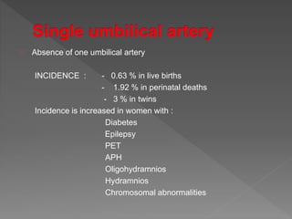 Absence of one umbilical artery
INCIDENCE : - 0.63 % in live births
- 1.92 % in perinatal deaths
- 3 % in twins
Incidence is increased in women with :
Diabetes
Epilepsy
PET
APH
Oligohydramnios
Hydramnios
Chromosomal abnormalities
 