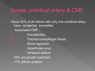 About 30% of all infants with only one umbilical artery
have congenital anomalies
› Associated CMF :
› Aneuploidies
 Tracheo-oesophagial fistula
 Renal agenesis
 Imperforate anus
› Vertebral defects
› 34% are growth restricted
› 17% deliver preterm
 