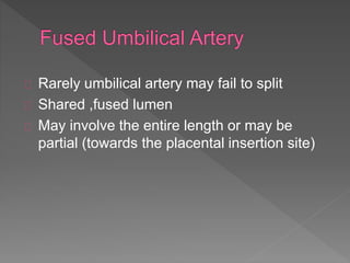 Rarely umbilical artery may fail to split
Shared ,fused lumen
May involve the entire length or may be
partial (towards the placental insertion site)
 
