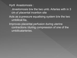 Hyrtl Anastomosis :
Anastomosis b/w the two umb. Arteries with in 3
cm of placental incertion site
Acts as a pressure equalising system b/w the two
umbilical Aa.
Improves placental perfusion during uterine
contractions /during compression of one of the
umbilicalarteries.
 