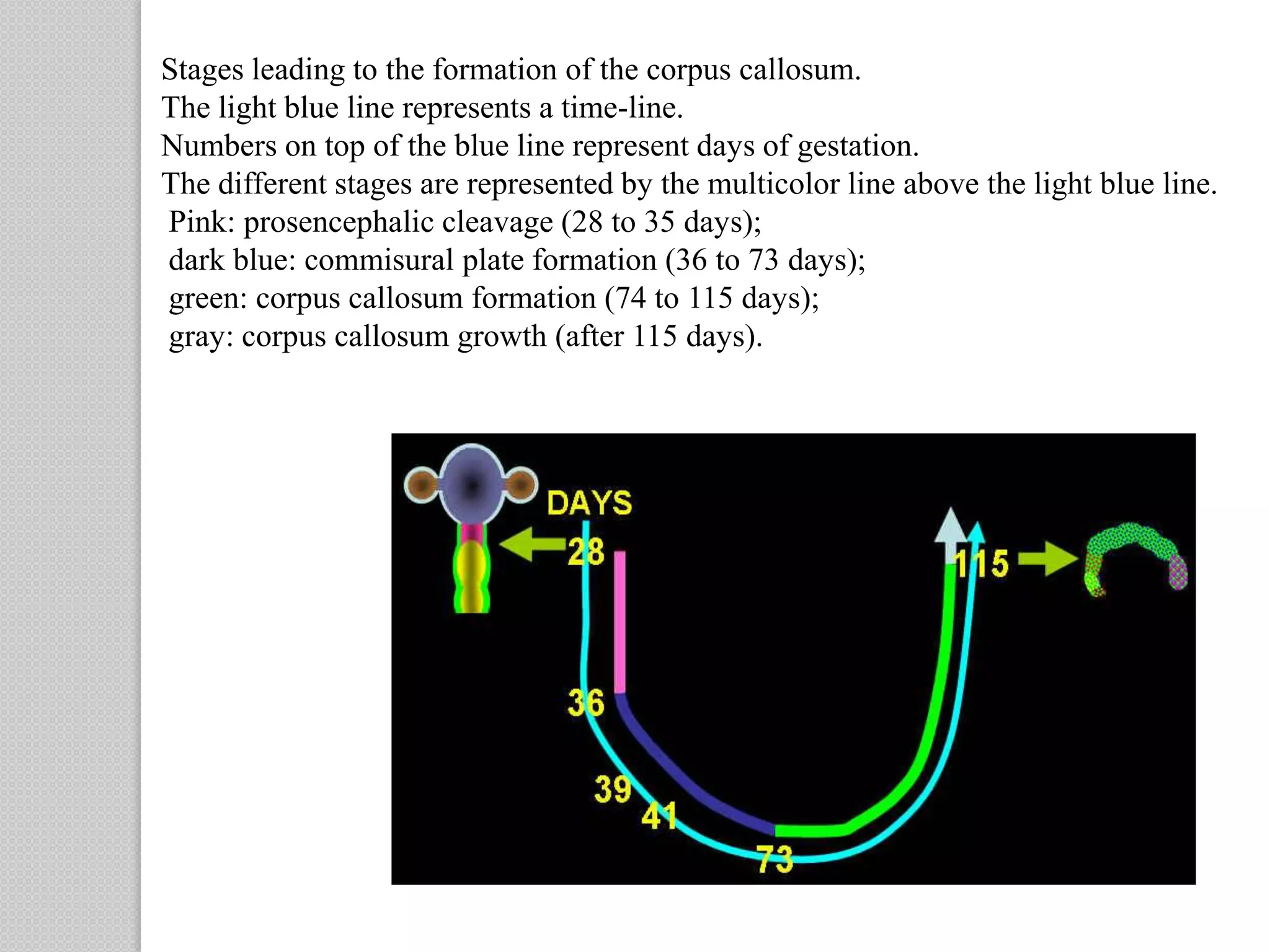 Stages leading to the formation of the corpus callosum.
The light blue line represents a time-line.
Numbers on top of the blue line represent days of gestation.
The different stages are represented by the multicolor line above the light blue line.
Pink: prosencephalic cleavage (28 to 35 days);
dark blue: commisural plate formation (36 to 73 days);
green: corpus callosum formation (74 to 115 days);
gray: corpus callosum growth (after 115 days).
 