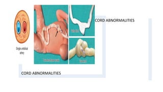 Abnormalities of placenta and cord obg | PPTX