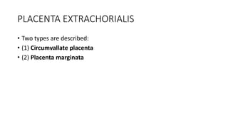 monstera karwinskii Swiss Cheese Monstera (Adansonii) – Hey Rooted