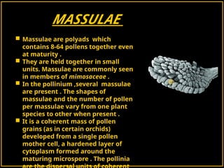  Massulae are polyads which
contains 8-64 pollens together even
at maturity .
 They are held together in small
units. Massulae are commonly seen
in members of mimosaceae .
 In the pollinium ,several massulae
are present . The shapes of
massulae and the number of pollen
per massulae vary from one plant
species to other when present .
 It is a coherent mass of pollen
grains (as in certain orchids)
developed from a single pollen
mother cell, a hardened layer of
cytoplasm formed around the
maturing microspore . The pollinia
MASSULAE
 