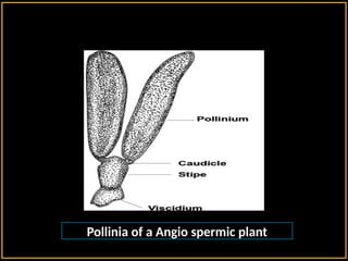 Pollinia of a Angio spermic plant
 