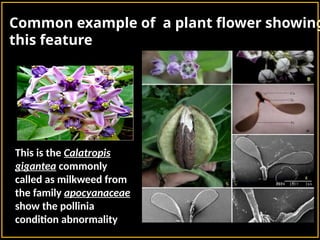 Common example of a plant flower showing
this feature
This is the Calatropis
gigantea commonly
called as milkweed from
the family apocyanaceae
show the pollinia
condition abnormality
 