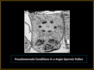 Pseudomonads Conditions In a Angio Spermic Pollen
 