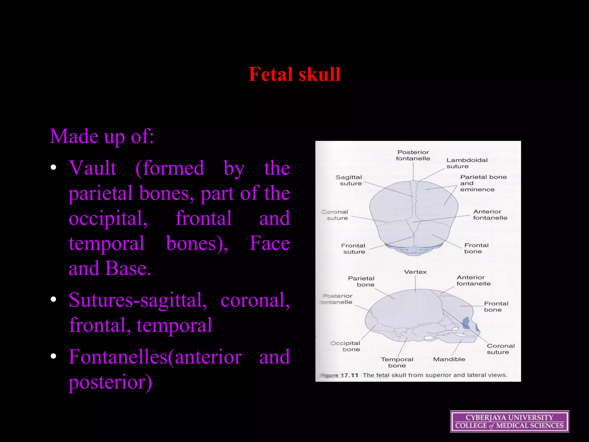 Fetal skull
Made up of:
• Vault (formed by the
parietal bones, part of the
occipital, frontal and
temporal bones), Face
and Base.
• Sutures-sagittal, coronal,
frontal, temporal
• Fontanelles(anterior and
posterior)
 