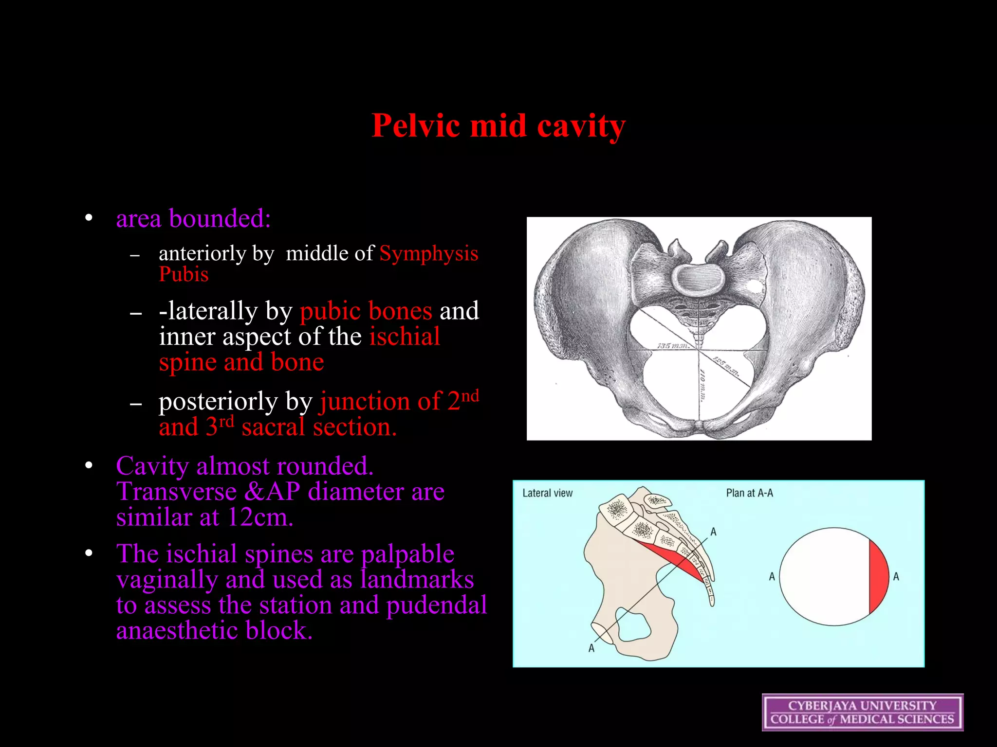 Pelvic mid cavity
• area bounded:
– anteriorly by middle of Symphysis
Pubis
– -laterally by pubic bones and
inner aspect of the ischial
spine and bone
– posteriorly by junction of 2nd
and 3rd sacral section.
• Cavity almost rounded.
Transverse &AP diameter are
similar at 12cm.
• The ischial spines are palpable
vaginally and used as landmarks
to assess the station and pudendal
anaesthetic block.
 