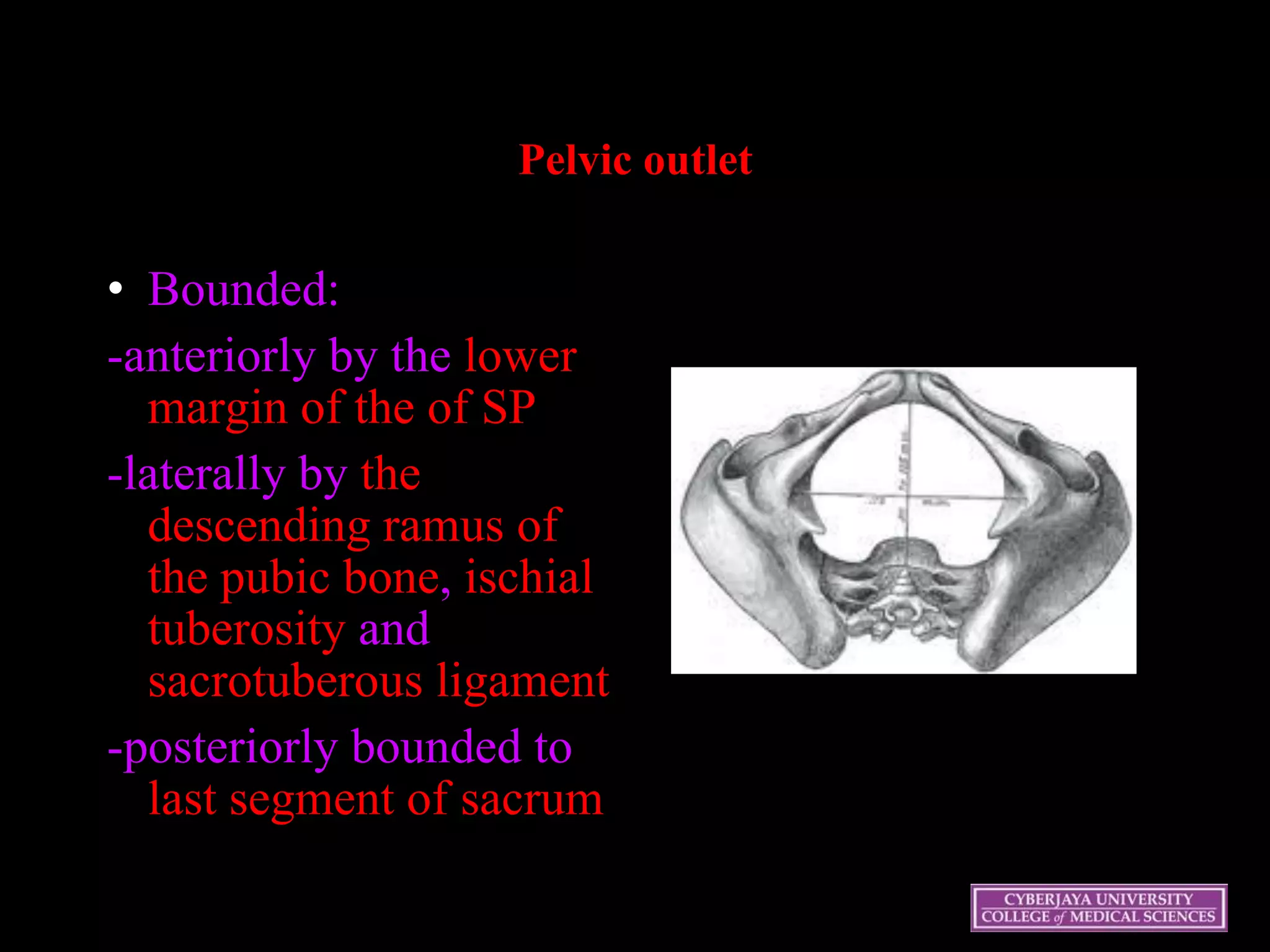 Pelvic outlet
• Bounded:
-anteriorly by the lower
margin of the of SP
-laterally by the
descending ramus of
the pubic bone, ischial
tuberosity and
sacrotuberous ligament
-posteriorly bounded to
last segment of sacrum
 
