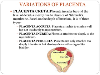 VARIATIONS OF PLACENTA
 PLACENTA CRETA:Placenta invades beyond the
level of decidua mostly due to absence of Nitabuch’s
membrane. Based on the depth of invasion , it is of three
types-
 PLACENTA ACCRETA: Placenta attaches to uterine wall
but not too deeply to myometrium.
 PLACENTA INCRETA: Placenta attaches too deeply to the
myometrium.
 PLACENTA PERCRETA: Placenta not only attaches too
deeply into uterus but also invades another organ like
bladder.
 