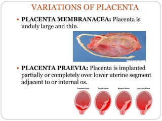 VARIATIONS OF PLACENTA
 PLACENTA MEMBRANACEA: Placenta is
unduly large and thin.
 PLACENTA PRAEVIA: Placenta is implanted
partially or completely over lower uterine segment
adjacent to or internal os.
 