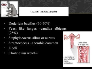 • Doderlein bacillus (60-70%)
• Yeast like fungus –candida albicans
(25%)
• Staphylococcus albus or aureus
• Streptococcus –anerobic common
• E.coli
• Clostridium welchii
 
