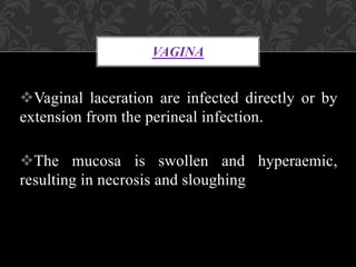 VAGINA
Vaginal laceration are infected directly or by
extension from the perineal infection.
The mucosa is swollen and hyperaemic,
resulting in necrosis and sloughing
 
