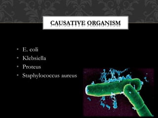 • E. coli
• Klebsiella
• Proteus
• Staphylococcus aureus
 