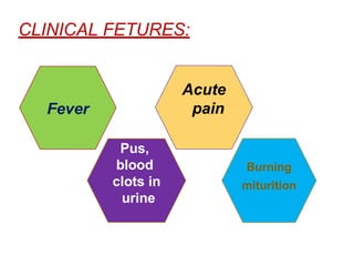 CLINICAL FETURES:
Fever
Pus,
blood
clots in
urine
Acute
pain
Burning
miturition
 