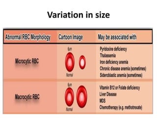 Abnormal red blood cell morphologies | PPTX